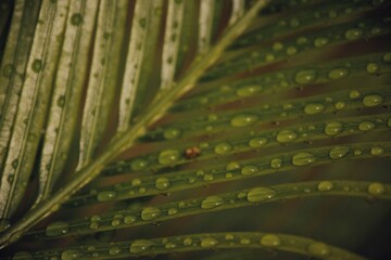 Closeup leaf with water drops