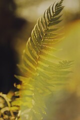 Leaf of the flower in tropical jungle