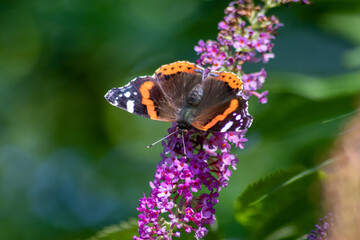 Beautiful monarch butterfly in romantic backlight on the blossoms of a pink lilac in summer shows its filigree wings in the sunshine and pollinates the bloom isolated with much copy space