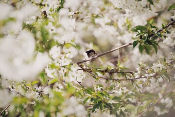 Tree blooms