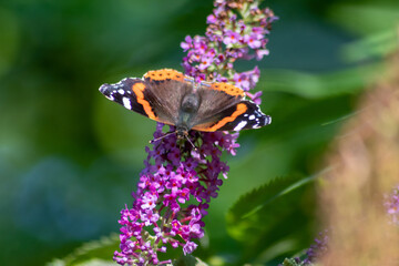 Beautiful monarch butterfly in romantic backlight on the blossoms of a pink lilac in summer shows its filigree wings in the sunshine and pollinates the bloom isolated with much copy space