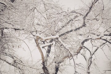 Branches in snow
