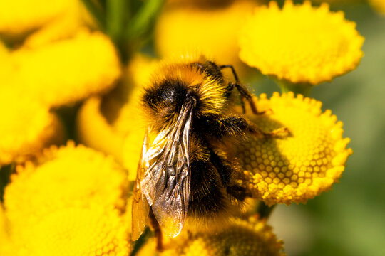 Macro of the northern white-tailed bumblebee Bombus magnus on a yellow flower