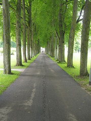 Ein weg durch die Allee