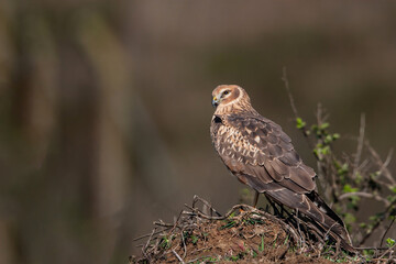 Chicken Harrier (Circus cyaneus) perched on the ground, back view, full frame.