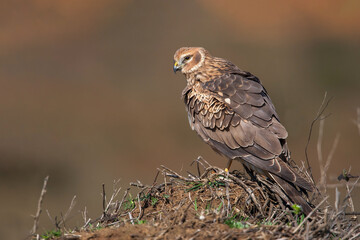 Chicken Harrier (Circus cyaneus) perched on the ground, back view, full frame.