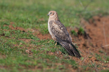 Chicken Harrier (Circus cyaneus) perched on the ground, side profile view, full frame.