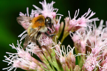 Common carder bee // Ackerhummel  (Bombus pascuorum)