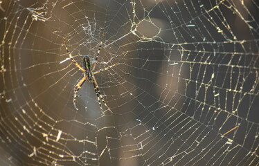 Background of the threads of a spider web with dew drops. Web macro. Abstract natural background in the sunlight with the blur