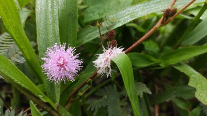 Obraz premium Photos of various kinds of ornamental plants in the Cikancung area, Indonesia