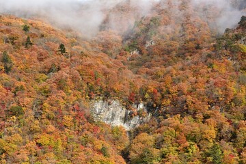 waterfall of heart shape in autumn	
