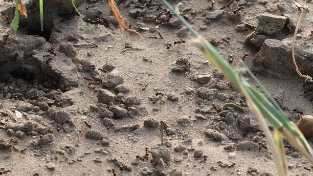 Ants walking around their house in the morning during winter