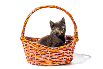 Fototapeta na wymiar Small black kitten sitting in the basket, isolated on white background.