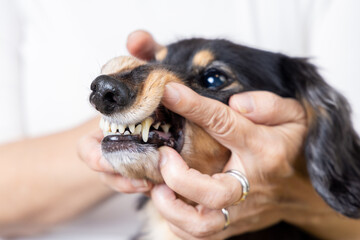 歯の健康状態をチェックされる愛犬のダックスフンド