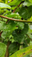 Photo of water drops on cassava leaves and stems in the morning