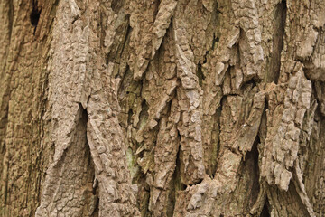 A close-up of the bark of False Acacia