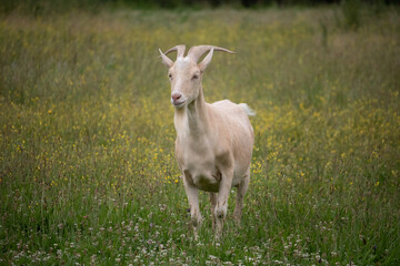 chèvres dans un champ