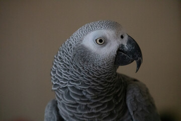 Perroquet gris du Gabon