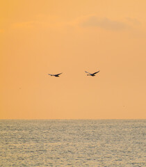 Fototapeta na wymiar Pair of swans flying over the sea at sunrise. Card cover, greetings or invitation card- concept.