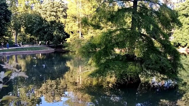 Small pond by Crystal palace building in Retiro park in Madrid, Spain. Water reflects the skies beautifully and there is a magnificent tree right in the middle of the pond. People walking around.