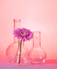 laboratory flasks with gerbera flowers. Background for a postcard for a doctor, laboratory...