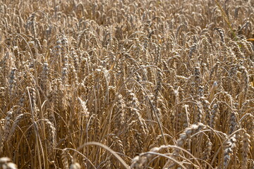 Field of Golden wheat under the blue sky and clouds