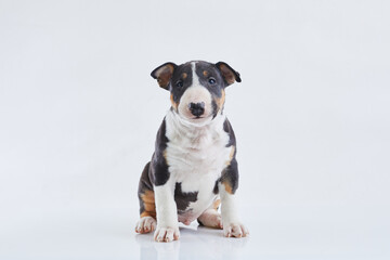 Adorable bull terrier puppy curious posing on studio white background. Miniature bullterrier boy.