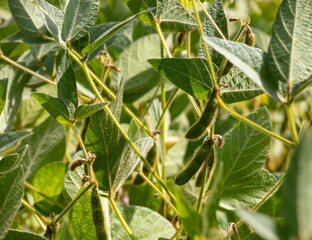Soybean pods on soybean plantation, on blue sky background, close up. Soy plant