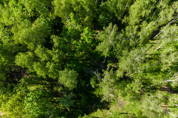 Aerial view of the lush green crowns of a birch grove