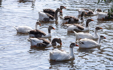 Gray geese swimming in the water. Domestic Geese Swimming