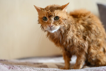 Old ginger cat is washed after taking a bath.