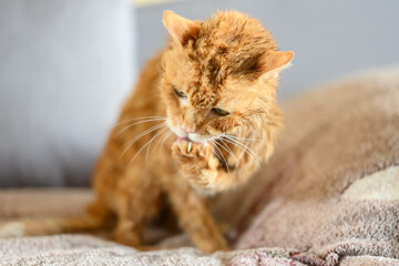 Old ginger cat is washed after taking a bath.