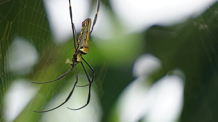 Nephila maculata, Giant Long-jawed Orb-weaver, Giant wood spider on web