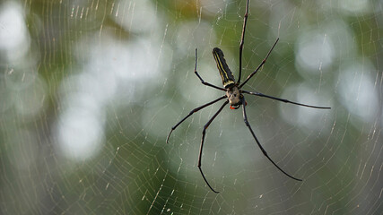 Nephila maculata, Giant Long-jawed Orb-weaver, Giant wood spider on web