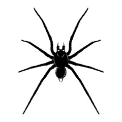Spider_0002