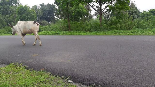 A bull is walking on the road.  A big white ox walking in road. Animal in road . Ox on street. 

