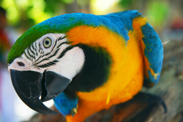 blue and yellow macaw ara © Danyk