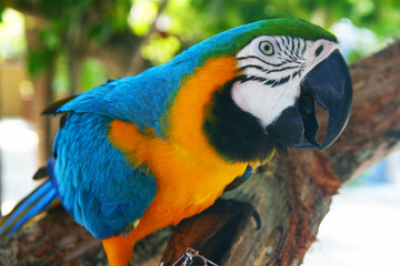 blue and yellow macaw ara © Danyk