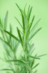 Rosemary plant growing in the garden. rosmarinus officinalis.