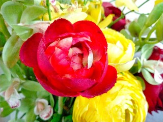 red and yellow tulips in the outdoor