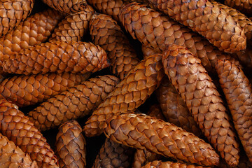 pile of fir cones - full frame close-up spruce background