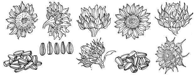 Sunflower flower. Floral botanical flower. Isolated illustration element. Vector hand drawing wildflower for background, texture, wrapper pattern, frame or border.