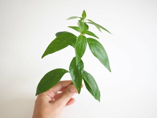 Andrographis paniculata is thai herbal medicine. use the leaves to make herbal medicine. closeup photo, blurred.