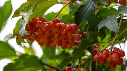 Autumn branch viburnum during the rain, falling drops. Ripe juicy red berries viburnum opulus, green leaves. Harvest, fall background