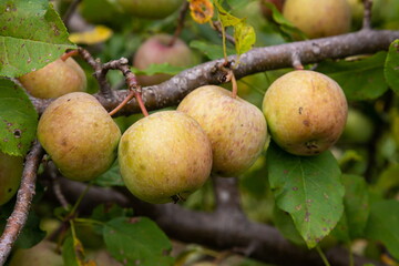 branch of ripe apples on a tree in a garden
