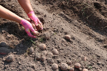 Woman's hands in gloves hold potatoes just picked from the ground 
