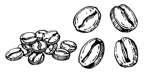 Coffee tree and beans in graphic style hand draw on white background. Isolated object with engraved style illustration. The best for design logo, menu, label, icon, stamp.