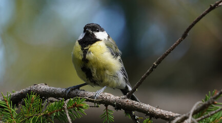 bird tit on a tree in the forest