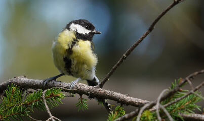 Obraz premium bird tit on a tree in the forest