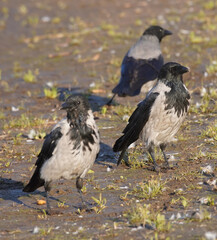 crow on the river bank